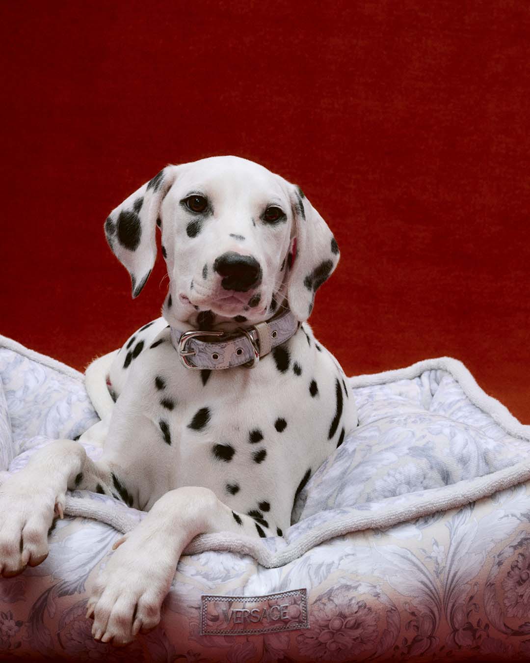 Pet Accessories